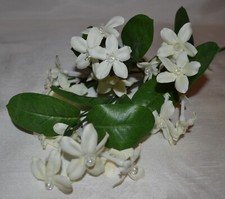 Silk Ivory-White Stephanotis Wedding Flower Iridescent Bead Center Artificial