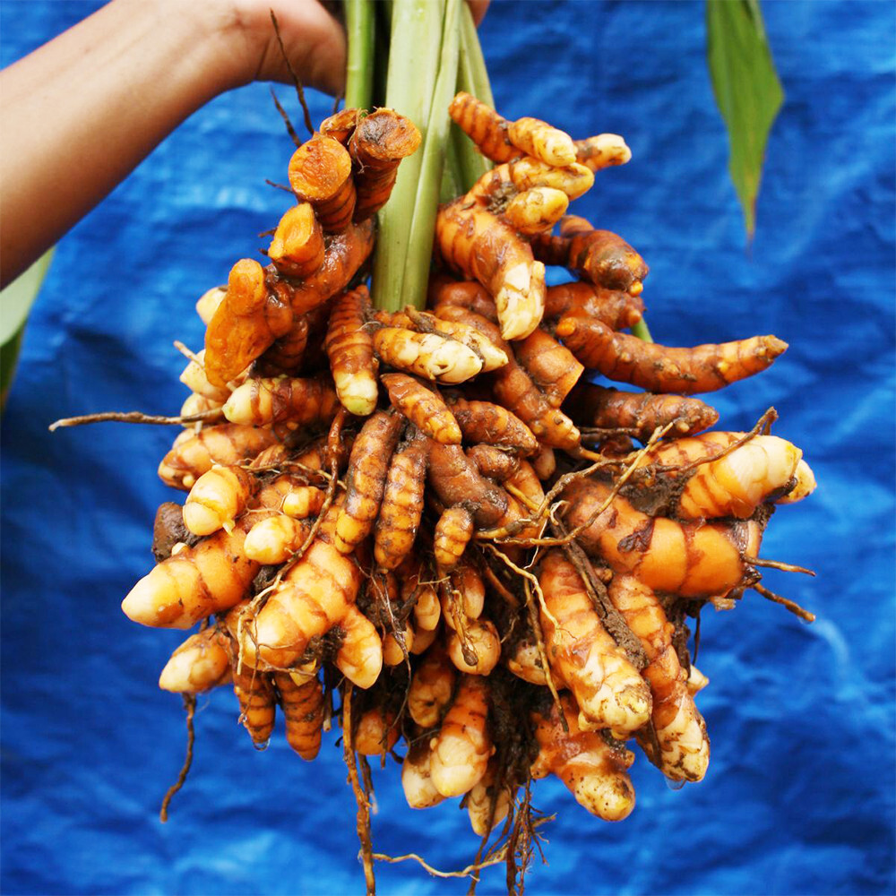 4+ Fresh Sprouted turmeric live rhizome Ready To Plant curcuma Longa
