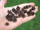 25 Snake & Amphibian Siren Vertebrae Florida Fossils Ice Age Extinct Bones Tooth