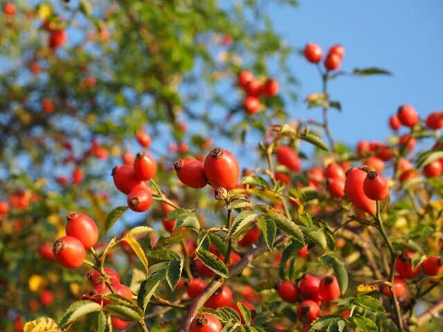 Rosehip Seeds - 30 Seeds - Tasmanian Grown > Organic > Health benefits! |  eBay