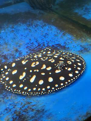 freshwater stingrays for sale
