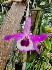 Dendrobium lituiflorum, Species rare orchids plant ,Fragrant