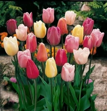 10  Fresh Mixed Tulip Bulbs for Planting, Easy to Grow Perennials