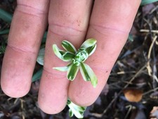 x6 GALANTHUS NIVALIS F. PLENIFLORUS ‘BLEWBURY TART’ snowdrop in the green
