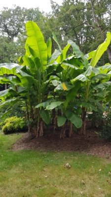 MONJARDINEXTRAORDINAIRE Musa basjoo / Bananier du Japon / Godet / Sans feuille en hiver / Plante cadu...