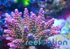 Reef Raft USA Rainbow Loom **Special this week**