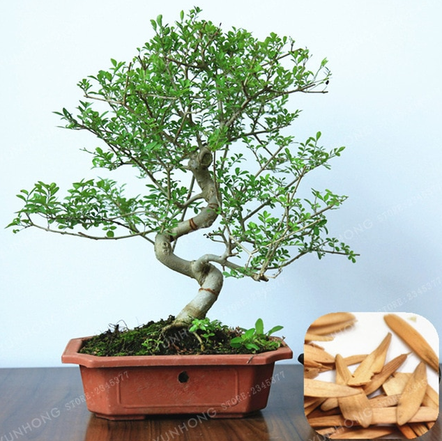 Common Ash Fraxinus Excelsior 10 Bonsai Seeds For Sale Online Ebay
