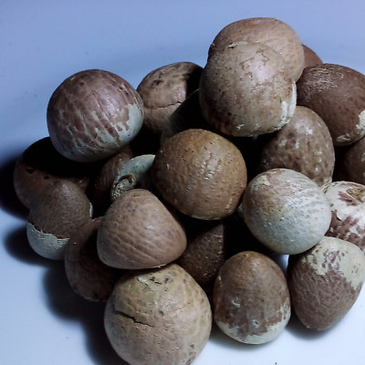 Areca Organic Betel Dried Nut  Ceyloan Organic Fresh Products Free Shipping 100g