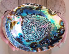 Abalone Shell Polished " Paua Rainbow LG Sea Green Blue Beach House Zealand Smu