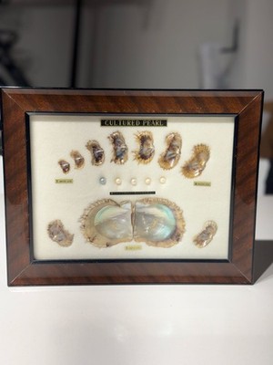 Vintage Kogei-Sha Japanese Cultured Pearl Growth Specimen Chart Shadowbox