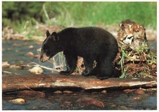 Postcard Black Bear North American Wildlife Animal Beaver Pond Banks Tree Log