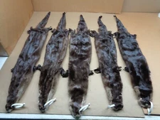 XL Tanned North American Dark River Otter with all 4 feet, Lontra canadensis