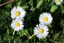 20.000+ Samen Bellis perennis - Gänseblümchen wildform Großpackung