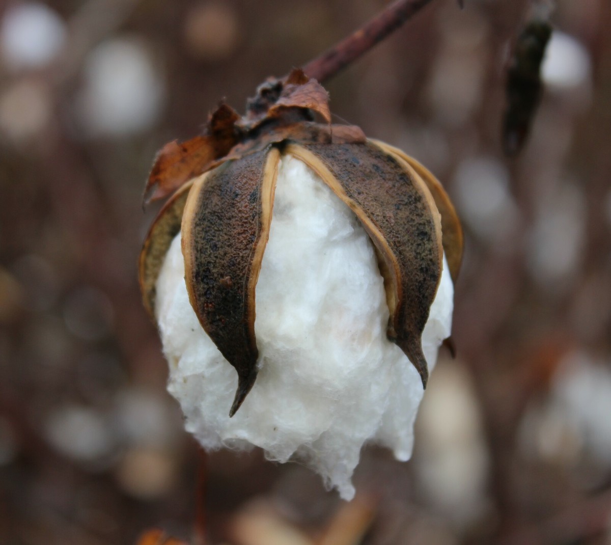SAMEN Diele BAUMWOLL-PFLANZE Baumwolle frische Saat frische Samen
