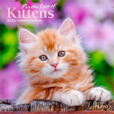 For the Love of Kittens | 2026 7x14" (Hanging) Monthly Mini Wall Calendar