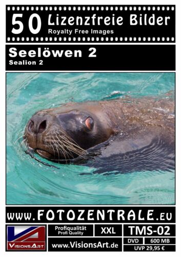 50 images/photos professionnelles sans licence lions de mer (Royalty Free) Photoshop 600 Mo - Photo 1/2