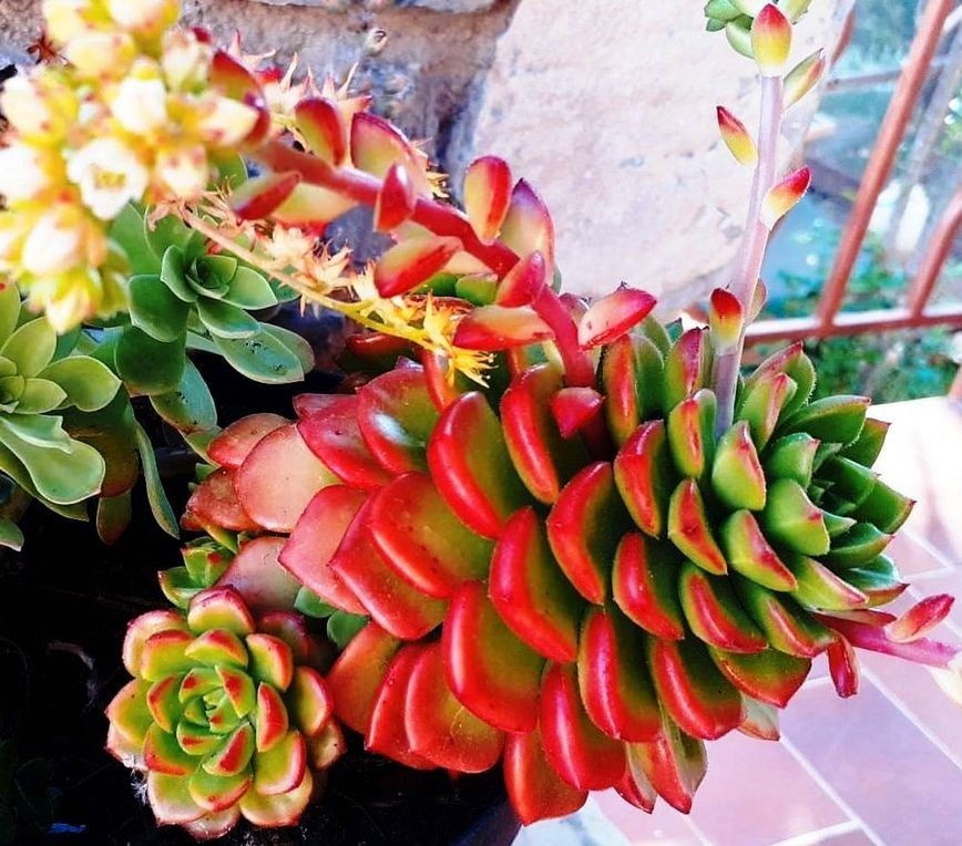 50 succulentes assorties pour rocaille extérieure et plante verte intérieur