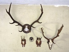 5 TROFEI CACCIA Cervo Daino Camoscio Capriolo zanne Cinghiale arredo montagna