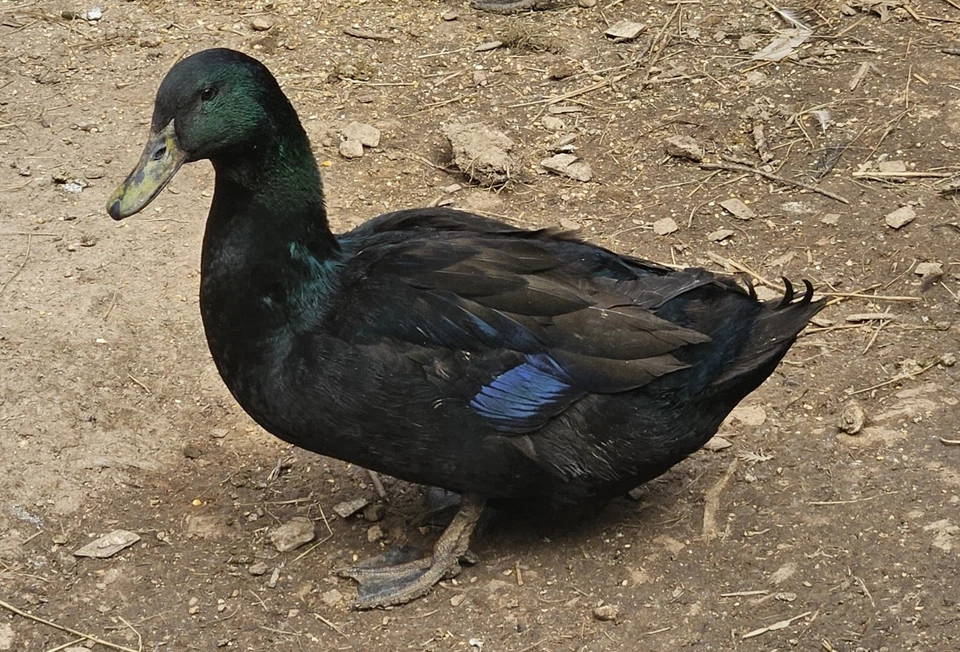 ANIMAL 12 Cayuga Duck Hatching Eggs