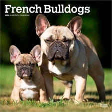 French Bulldogs | 2026 12x24" (Hanging) Square Wall Calendar | Plastic-Free