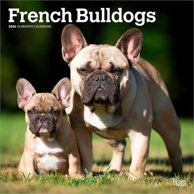 BROWNTROUT French Bulldogs | 2026 12x24" (Hanging) Square Wall Calendar | Plastic-Free