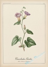 Photo A4 Planche Botanique Vintage Fleur Illustration Poster Art Print 6657