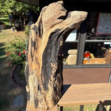 Driftwood Stump 17x8x9 with Black and Tan Grain Natural Hardwood Aquarium Decor