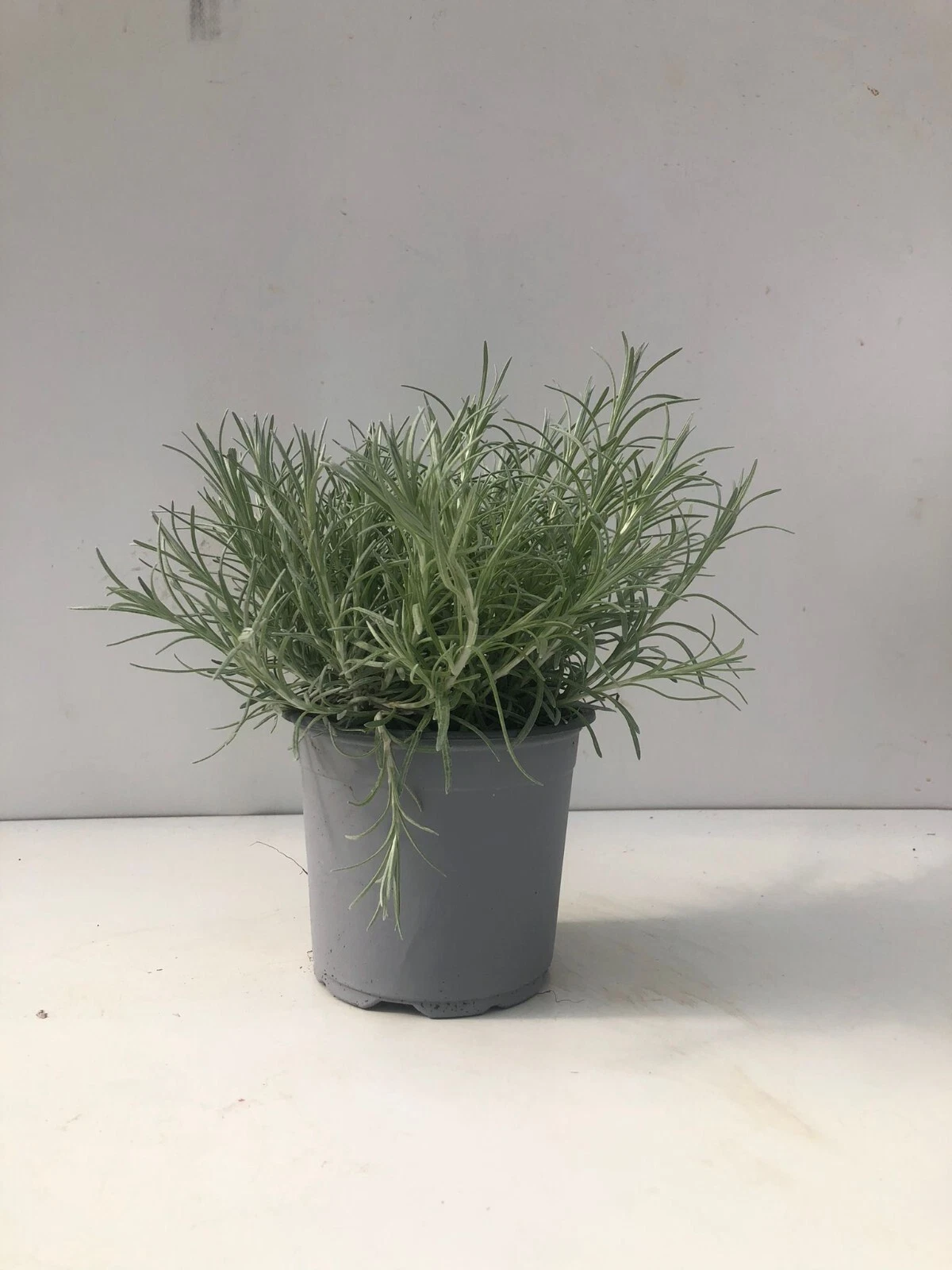 Foto 1 di 1