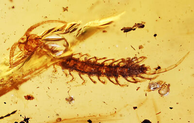 Scarce Scolopendridae (Centipede), Fossil inclusion in Burmese Amber