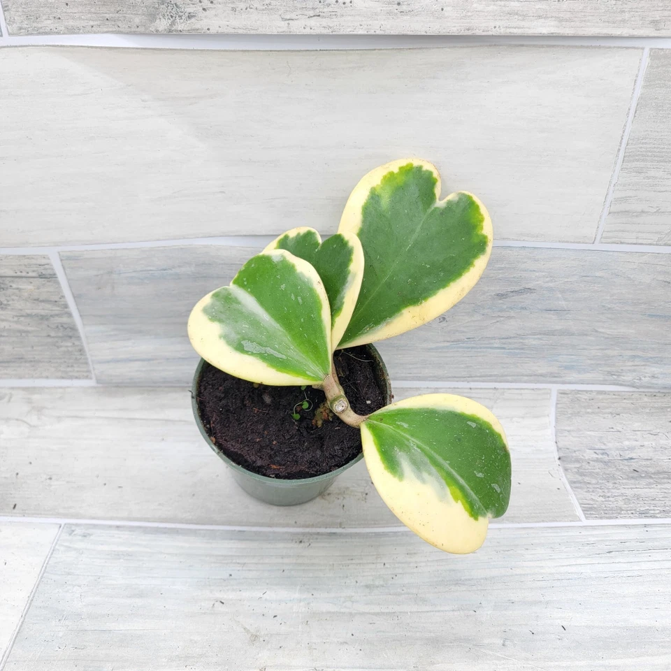 Variegated Hoya Kerrii live rare house plants in 4 inch nursery planted pot - Image 4 of 4
