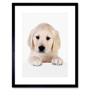 Funny Golden Retriever Puppies For Sale In Pakistan