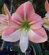 UNIQU3!! Strawberry Chiffon Amaryllis HIPPEASTRUM Bulbs - 2 Starter Bulbs