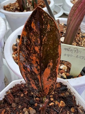 ZZ Rare Zamioculcas Zamiifolia Raven Orange Black Variegated Leaves Rooted