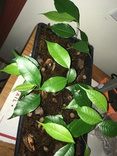 5 semillas de Brosimum alicastrum superalimento nuez maya, árbol de interior