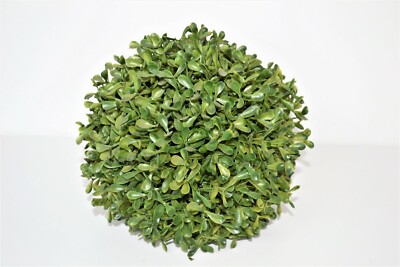 kirschlorbeer hhe maximal Kirschlorbeer Rotundifolia 150-175 cm Hhe Ballenware