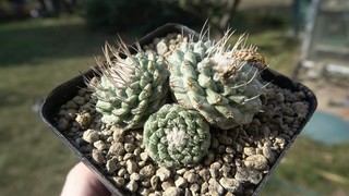 Kaktus Kakteen: Strombocactus disciformis MZ 487; 2 cm 2 8 cm 3 5 cm WE o rts