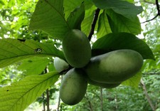 Indianerbanane Asimina triloba Pflanze 35-40cm dreilappige Papau Pawpaw Rarität