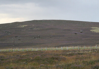 Photo 6x4 A family of grouse explode from their heathery sanctuary. Loch  c2007