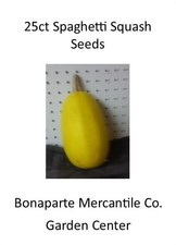 25 + Count spaghetti squash fall autumn decor Heirloom Non-GMO