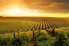Stunning Wine Vineyard Sunset Barossa Valley Photo Art Print Poster 18x12