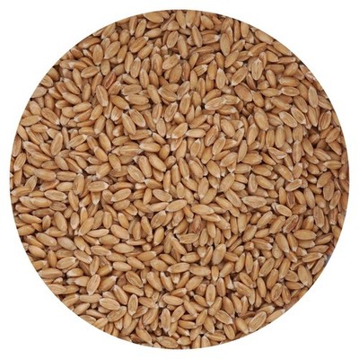 Spelt Berries, 4 Pound Bulk Bag, Hampton Distribution