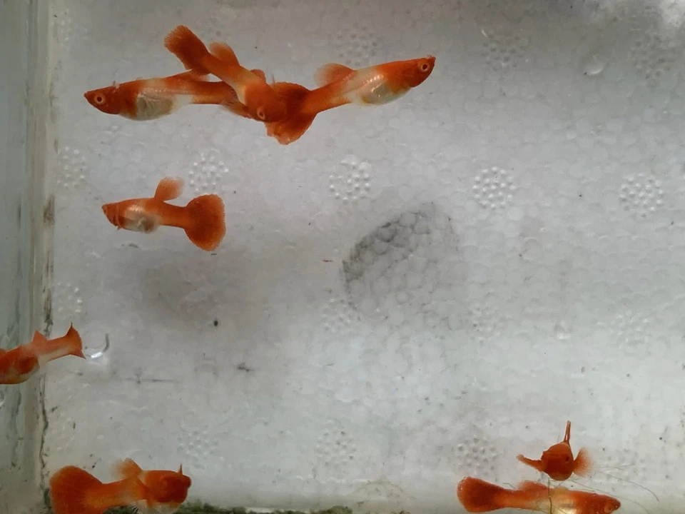 10+ ABINO KOI OREJA ROJA - Pez Guppy de Acuario Vivo - Alta Calidad VIP Excelente AA + Foto 2 de 4