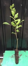 One Beech Fagus Sylvatica Cell Grown 40cm Tall Great For