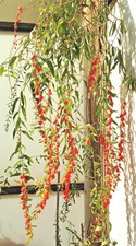 25 SEMI SELEZIONATI di BACCHE DI GOJI Fructus Lycii, FRUTTIFICA ANCHE IN ITALIA