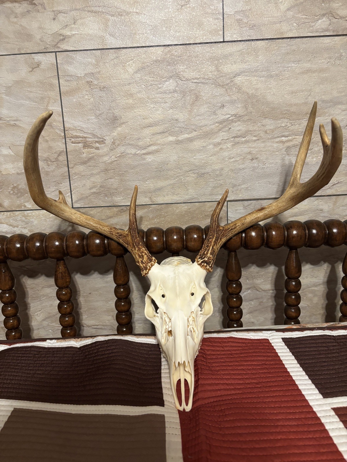 Wild 7 Point Whitetail Deer Skull | European Mount | Massive 19” Spread Buck