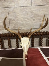 Wild 7 Point Whitetail Deer Skull | European Mount | Massive 19” Spread Buck