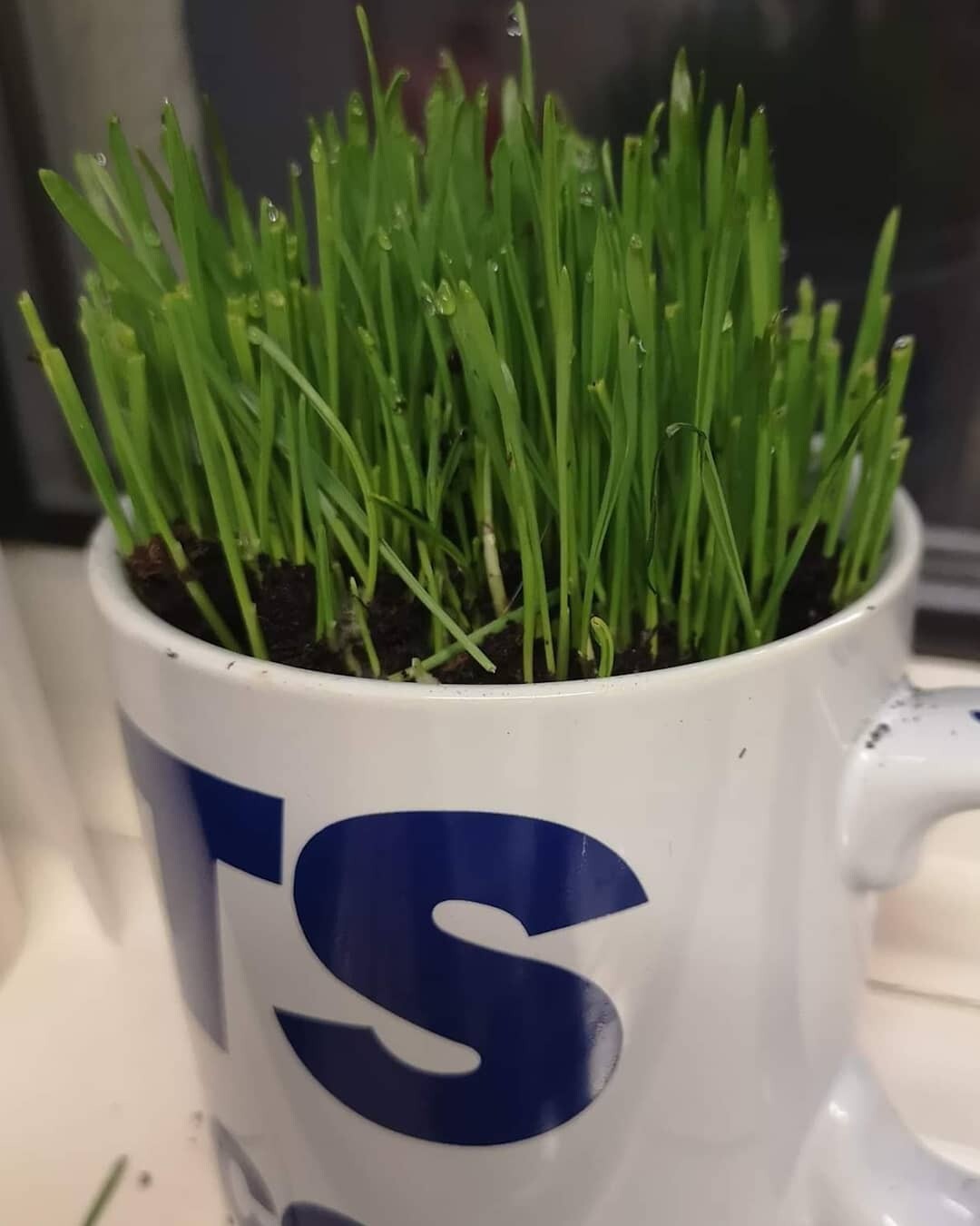 Cat Grass Seeds Oat by Cat FurNature eBay