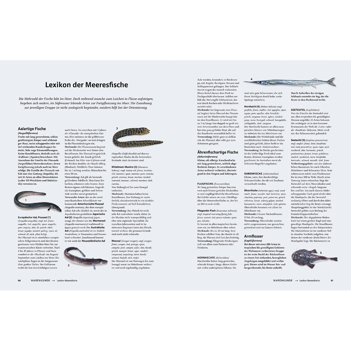 Thumbnail - Das Große Buch Vom Fisch. Teubner