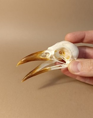 Taxidermy, Cabinet De Curiosites: Grey Cornish Skull, Corvus cornix