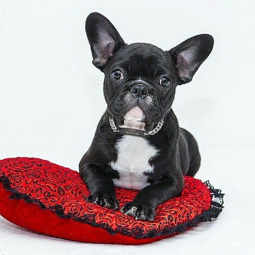 Personalized Choke Chain Collars & ID Tag Name Engraved for Small Dogs Chihuahua - Picture 12 of 15